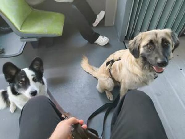 Trixi - Tolle, liebe Junghündin (auf PS) sucht Familie