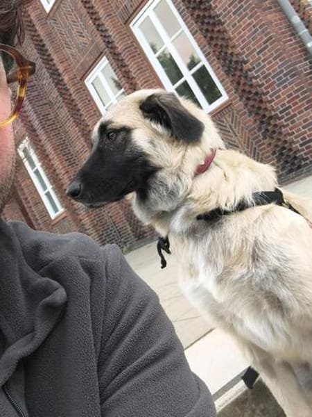 Trixi - Tolle, liebe Junghündin (auf PS) sucht Familie