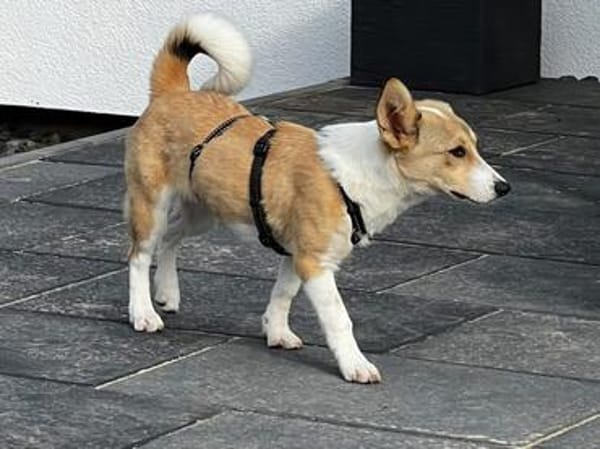 Süßes Hundemädchen Hazel sucht liebe Familie