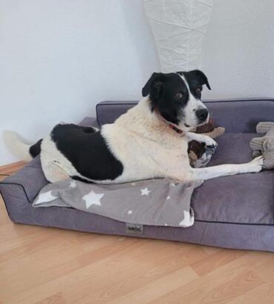 sehr liebe verkuschelte Aziza auf PS in 90459