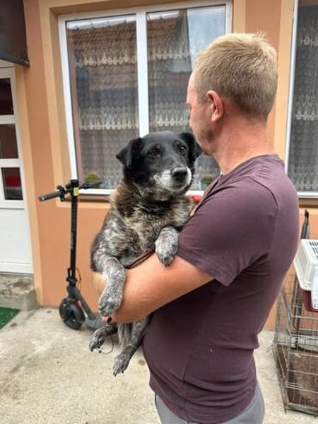Lusi - kleine Hundeoma sucht Zuhause