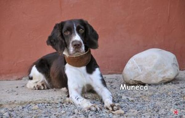 MUNECA