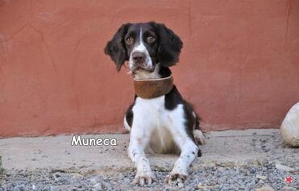 MUNECA