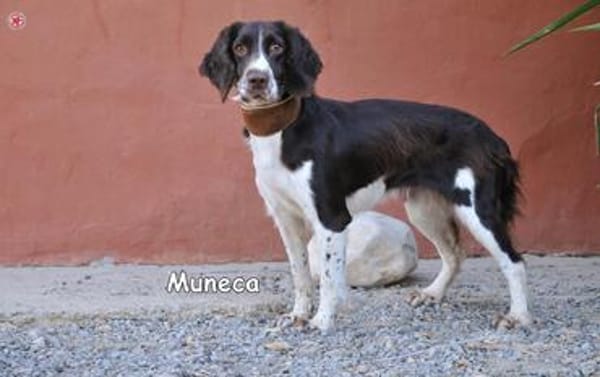 MUNECA