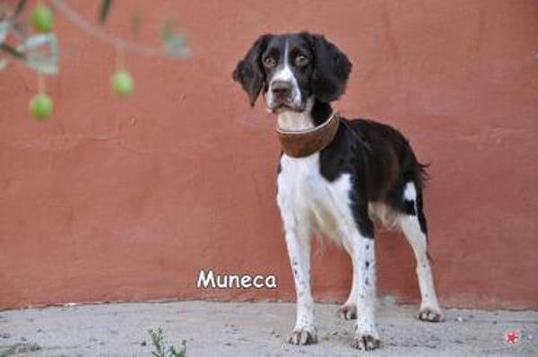MUNECA