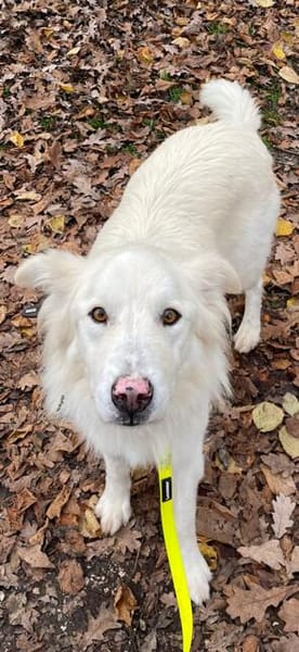 Knut sucht seinen Deckel/ in 82284