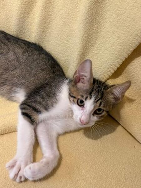 Van Helsing  verspielter Kater sucht liebevolles Zuhause