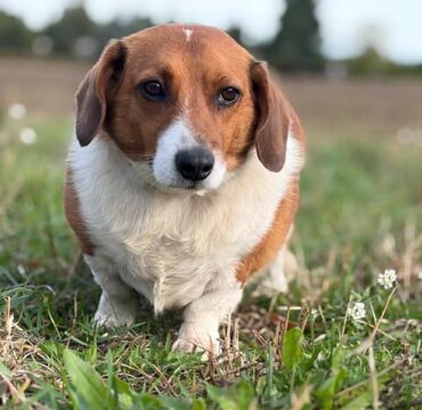 Johnny  ein kleiner Zwerg mit ganz viel Herz.