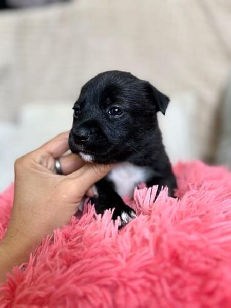 Zara - kleine Herzensbrecherin sucht ihre Familie