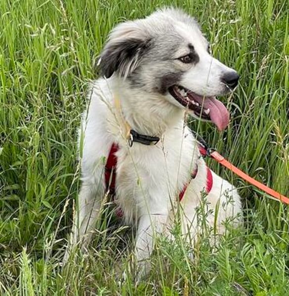 Willow - schüchterner Rüde wünscht sich liebevolles Zuhause