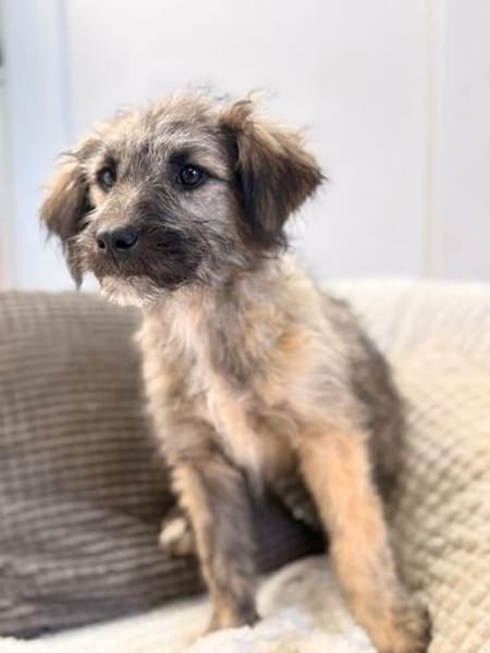 Mina - bezaubernde Schäferhund-Mischlingshündin
