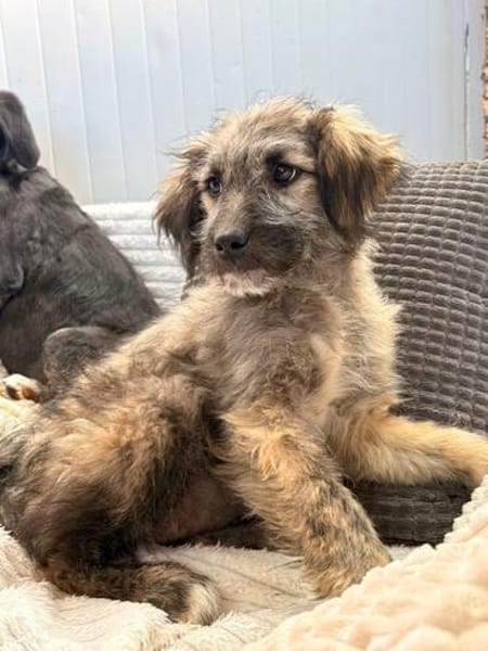 Mina - bezaubernde Schäferhund-Mischlingshündin