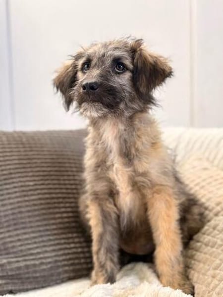 Mina - bezaubernde Schäferhund-Mischlingshündin