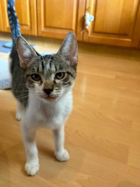 Victor  neugieriger kleiner Kater sucht sein Zuhause