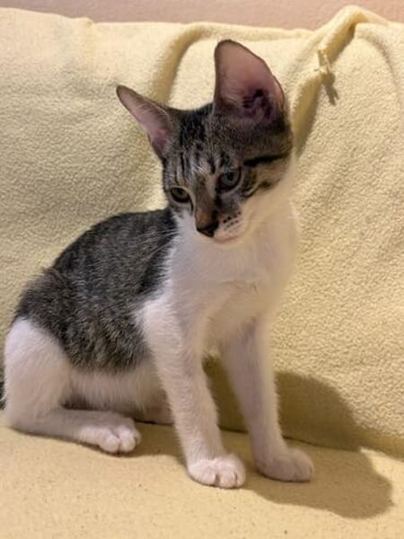 Victor  neugieriger kleiner Kater sucht sein Zuhause