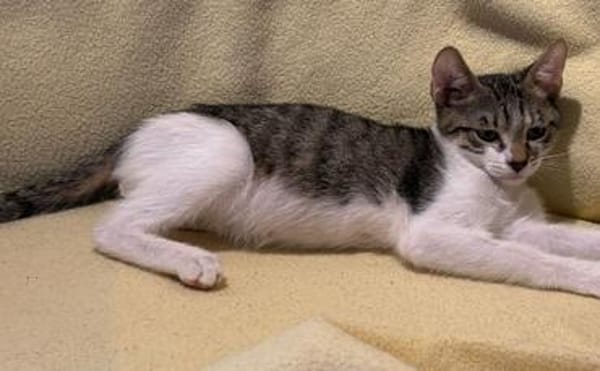 Victor  neugieriger kleiner Kater sucht sein Zuhause