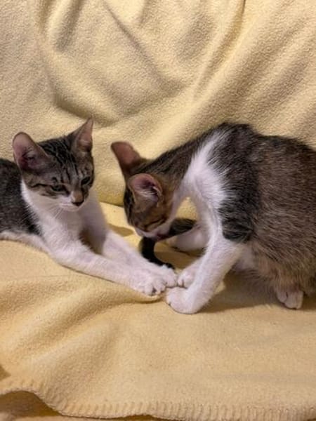 Victor  neugieriger kleiner Kater sucht sein Zuhause