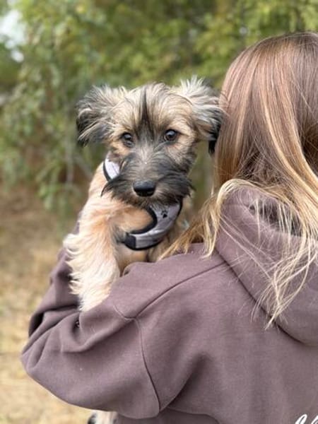Toffee -Kuscheliges Fellknäuel sucht ihre Familie fürs Leben