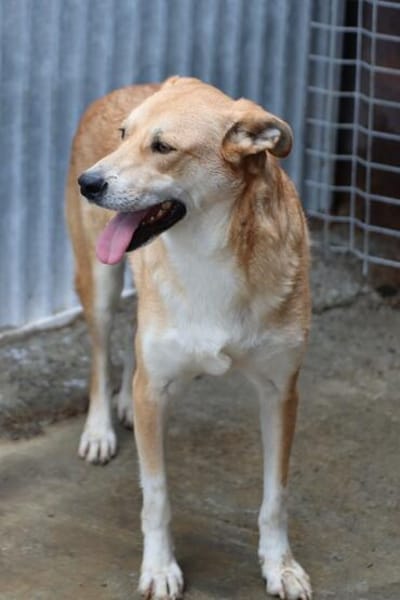 Yam - zutraulich u. liebenswert