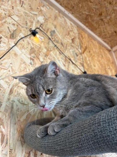 Zaubermaus Shivka sucht ihren Platz zum Ankommen