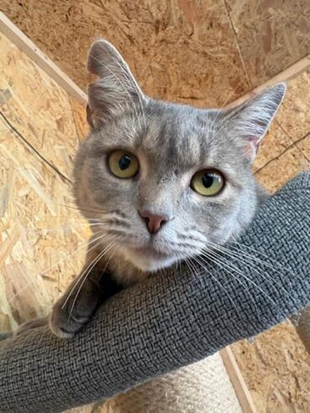 Zaubermaus Shivka sucht ihren Platz zum Ankommen