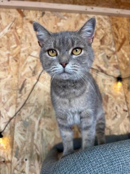 Zaubermaus Shivka sucht ihren Platz zum Ankommen