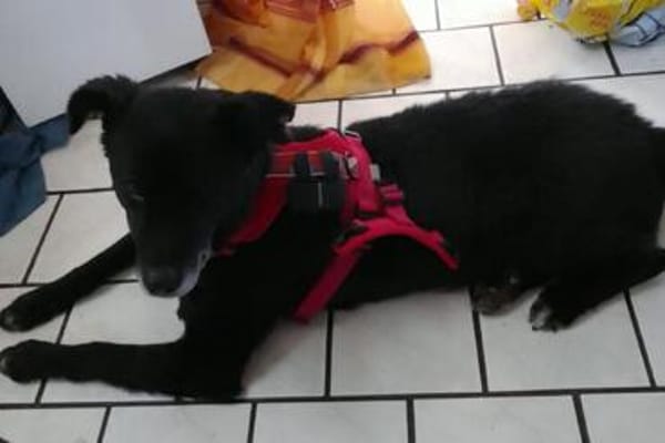 BIMALsozialer Familienhund wartet schon in 67753 Aschbach
