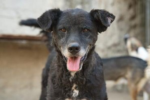 BIMALsozialer Familienhund wartet schon in 67753 Aschbach