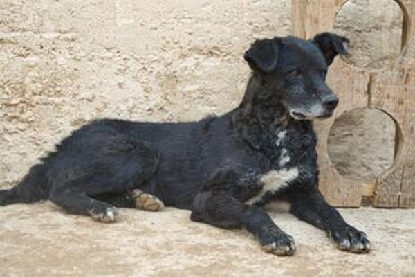 BIMALsozialer Familienhund wartet schon in 67753 Aschbach