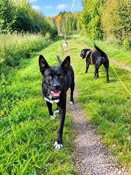 Hundeprofessorin Kira bietet viel u. wünscht sich