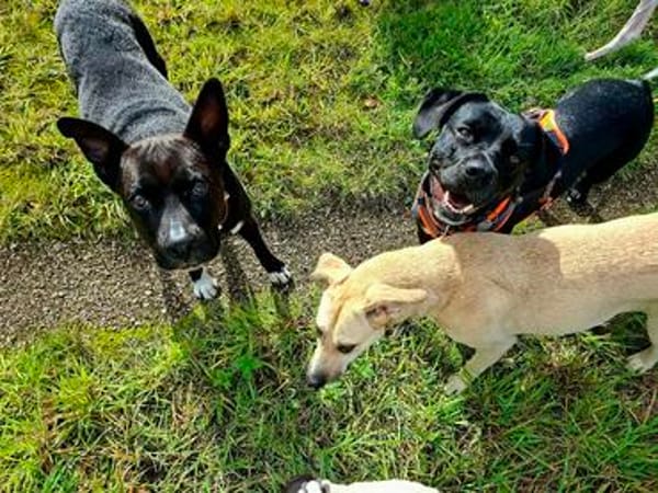 Hundeprofessorin Kira bietet viel u. wünscht sich