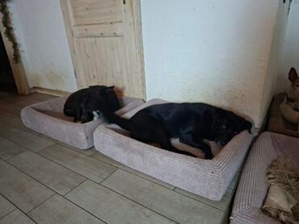 Hundeprofessorin Kira bietet viel u. wünscht sich