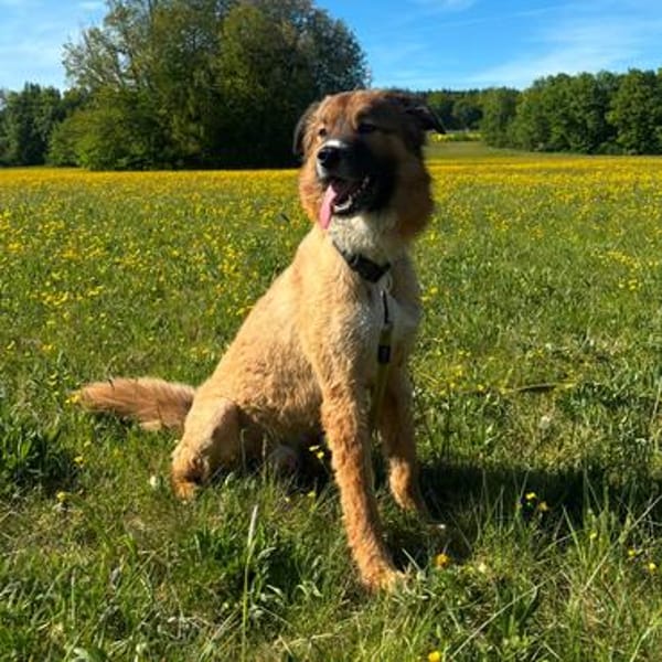 NOTFALL Eddie sucht aktive Menschen