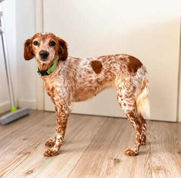 Bella (aka Baby), sanfte Seelenhündin, ca. 1-2 Jahre