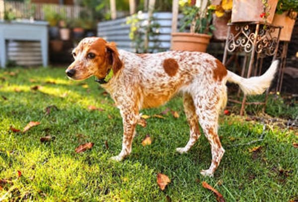 Bella (aka Baby), sanfte Seelenhündin, ca. 1-2 Jahre