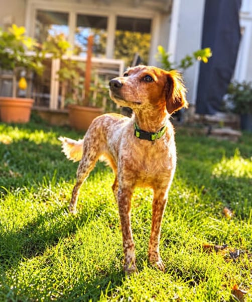Bella (aka Baby), sanfte Seelenhündin, ca. 1-2 Jahre