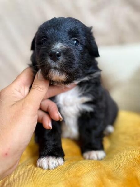 Molchi - kleiner Herzensbrecher sucht seine Familie