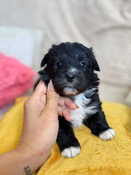 Molchi - kleiner Herzensbrecher sucht seine Familie
