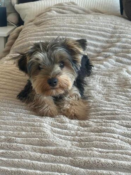 Milo