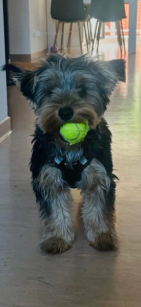 Milo