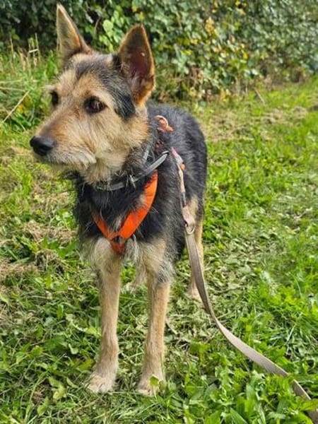 MATILDA ° menschenbezogene und sportliche Hündin