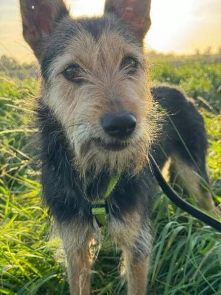 MATILDA ° menschenbezogene und sportliche Hündin