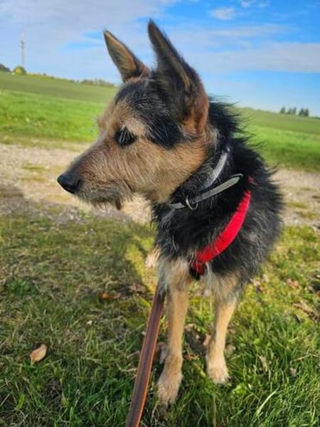 MATILDA ° menschenbezogene und sportliche Hündin