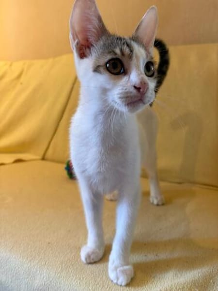Violino  verspieltes Kitten sucht liebevolles Zuhause