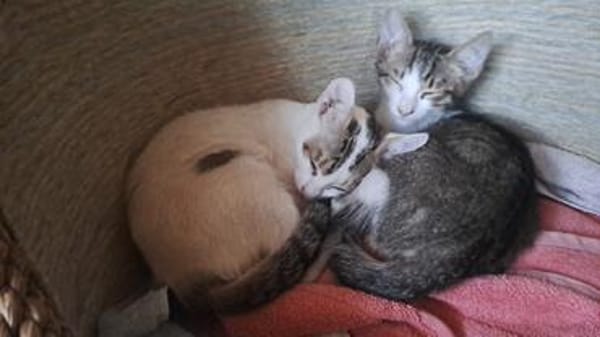 Violino  verspieltes Kitten sucht liebevolles Zuhause