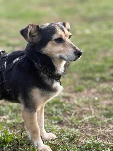 Mila  ein kleines Herz, das endlich ankommen möchte