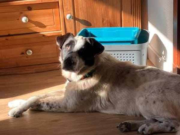 Sam - der Zutrauliche Rüde im perfekten Alter