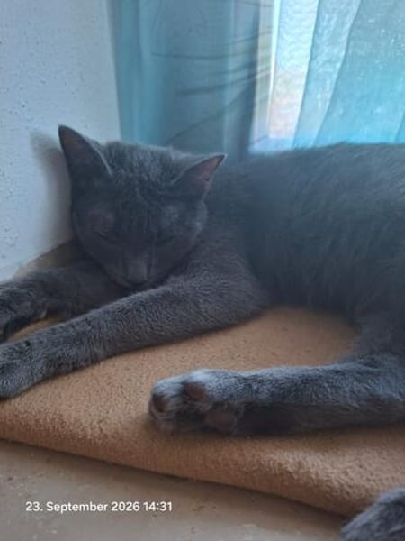 Wisha  verschmuste Katze sucht liebevolles Zuhause