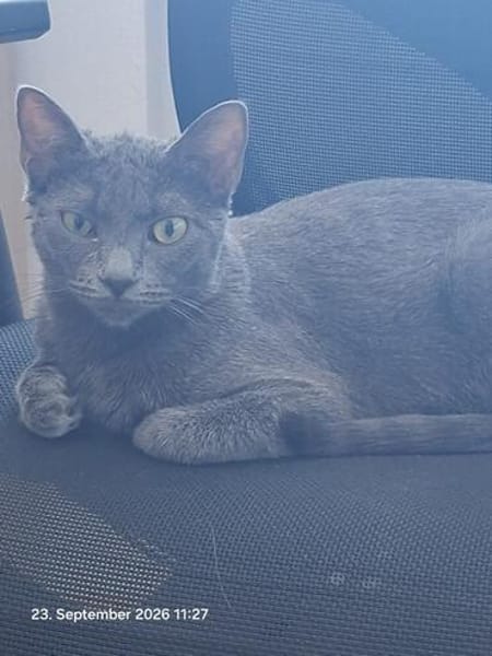 Wisha  verschmuste Katze sucht liebevolles Zuhause