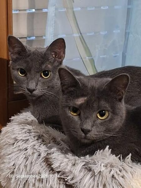 Wisha  verschmuste Katze sucht liebevolles Zuhause